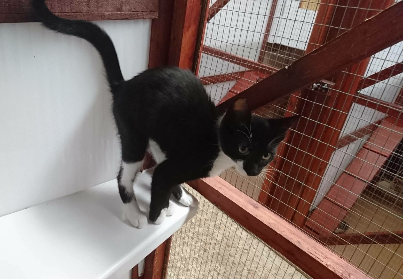 Kitten at Alconbury Hill Kennels & Cattery